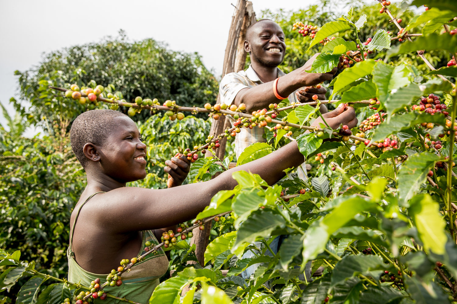 Country Profile: Uganda