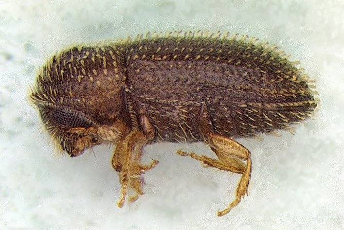 How Diseases and Pests Are Impacting the Coffee Industry