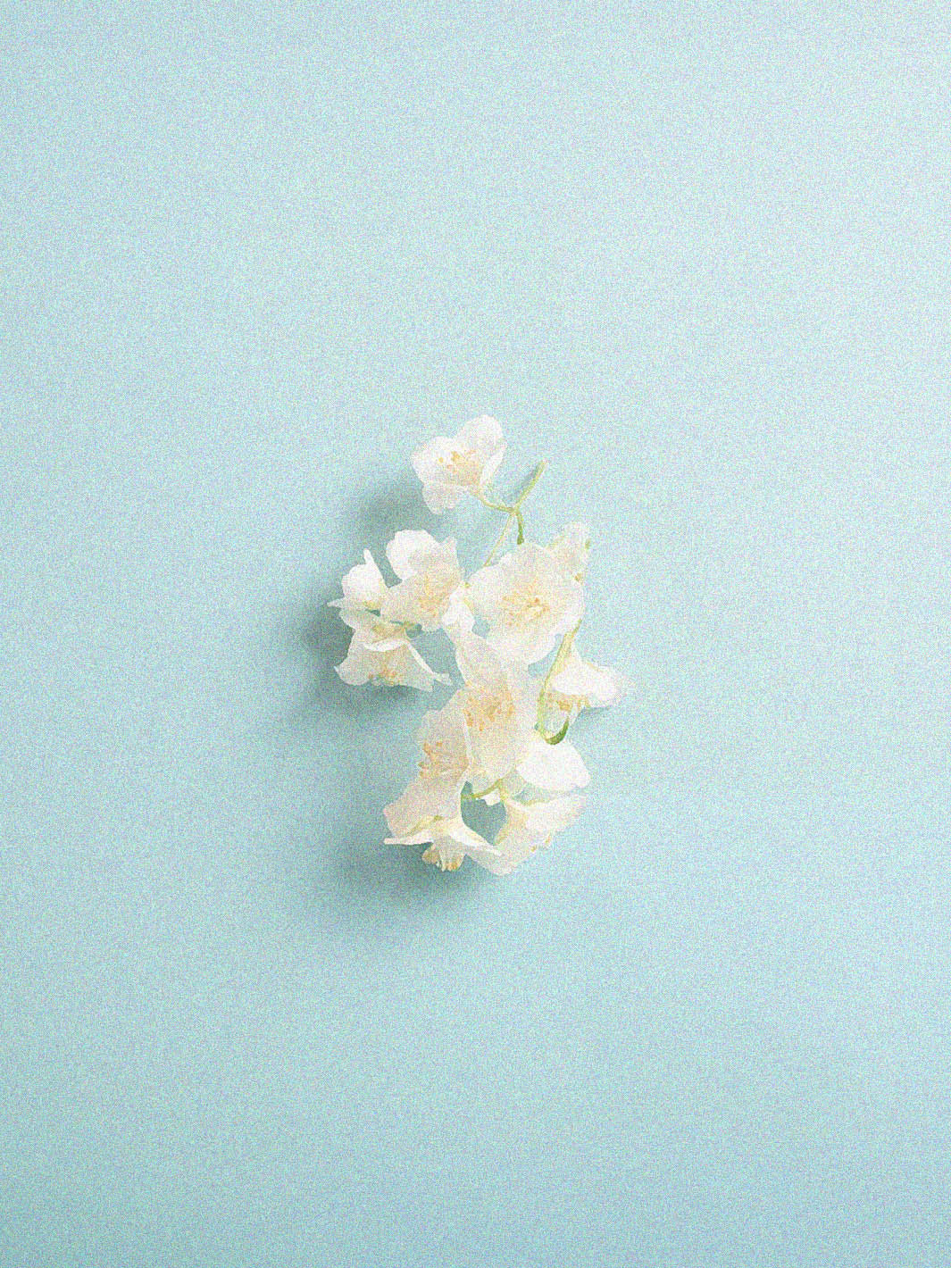 Hacienda La Esmeralda [Noria 3 NBI]